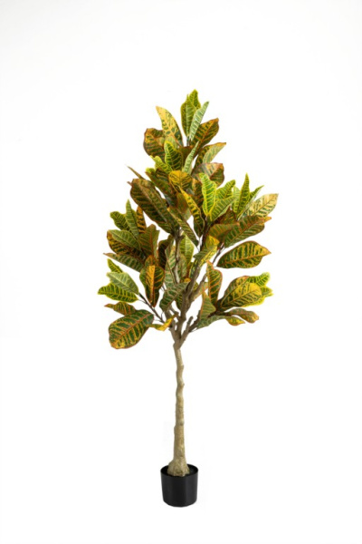 Кротон 160 см